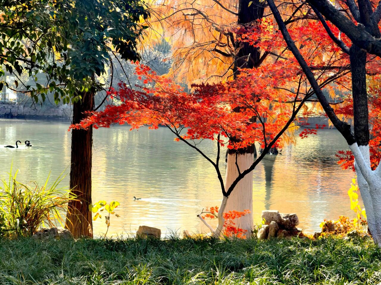 为了树叶为何会变红、变黄，科学家们吵了几十年