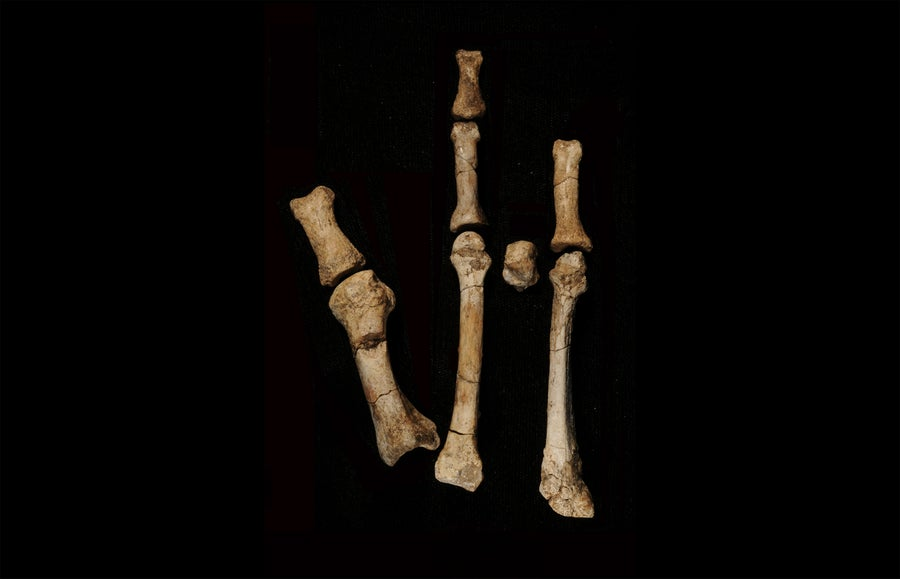 人类进化之树，将被340万年前的足骨化石改写？