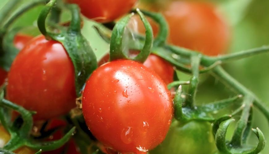 托管平台下考虑即时订单的鲜采果蔬预冷作业重排序方法