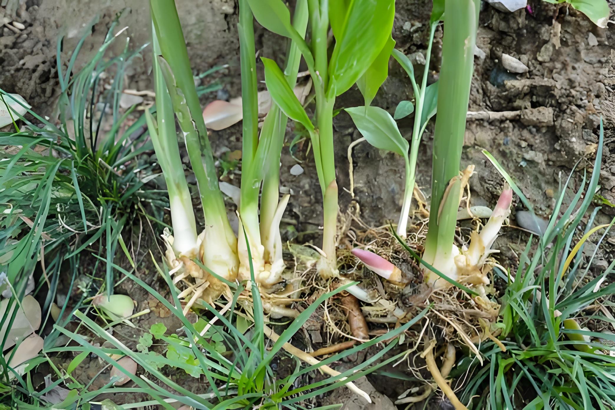 植物根茎生长优化算法