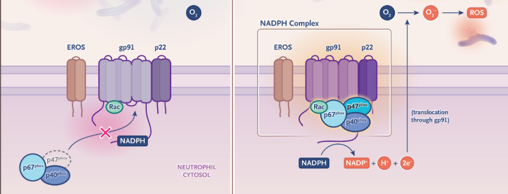 全球首例！知名华裔学者发明“查找-替换”式基因修复技术，成功治愈罕见病