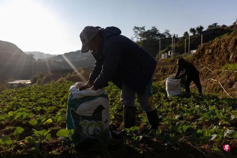 补贴之争、社会撕裂、对美信任动摇：东南亚的“霍尔木兹之痛”small